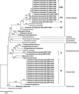 Diversity of Tilletiopsis-Like Fungi in Exobasidiomycetes (Ustilaginomycotina) and Description of Six Novel Species